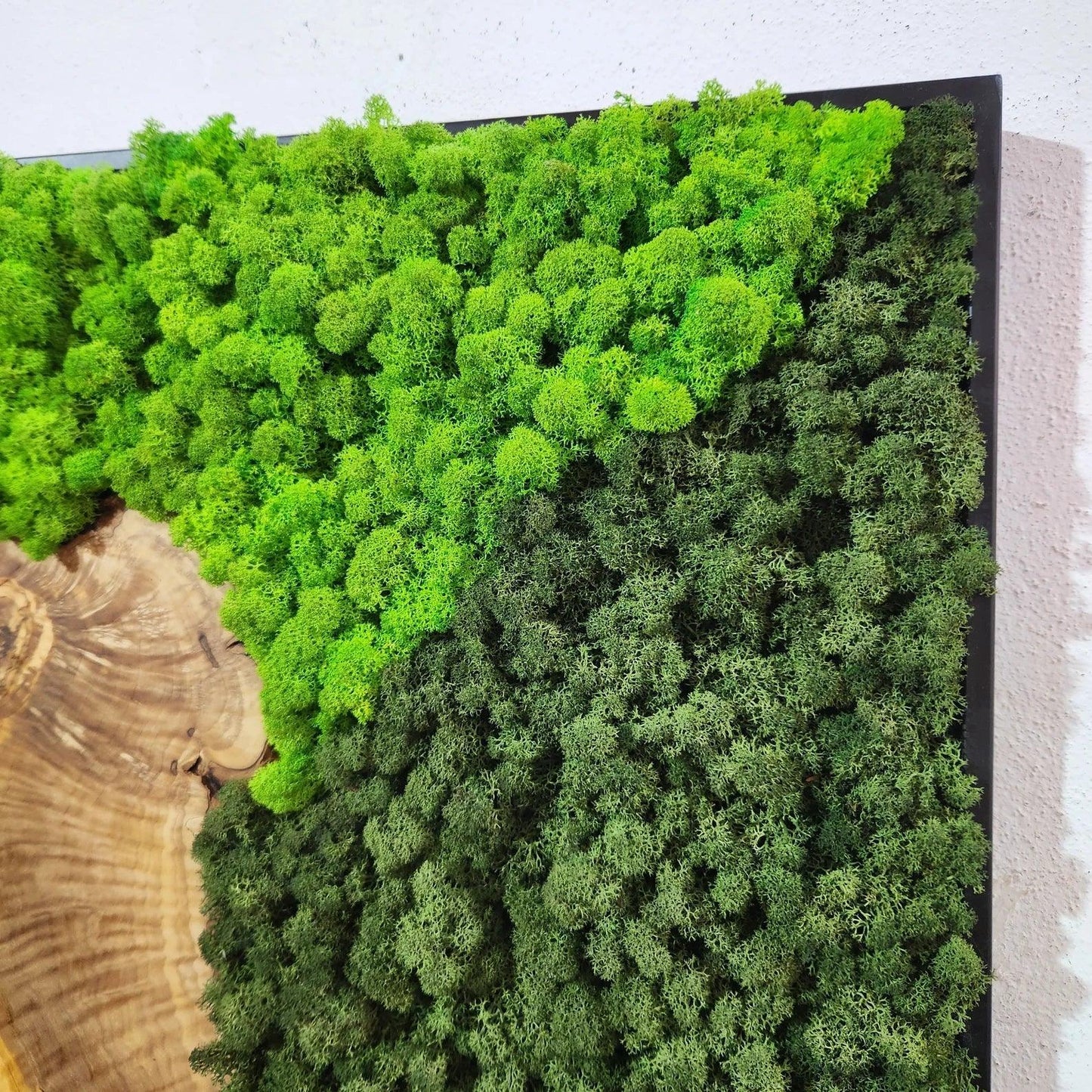 Moss and Olive Wood Wall Art, Metal Frame Moss Wall Decor, Olive Wood and Moss Wall Art- Preserved Stabilized Moss Wall Decor BlackSeaResinWorks