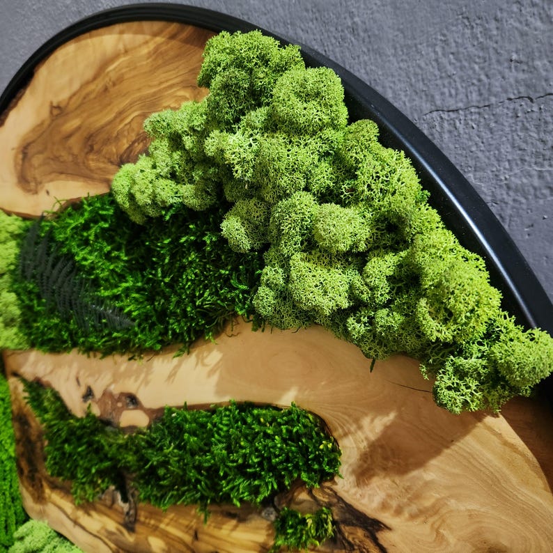 Moss and Olive Wood Wall Art, Custom Made Metal Frame Moss Wall Decor, Olive Wood and Moss Wall Art- Preserved Stabilized Moss Wall Decor BlackSeaResinWorks