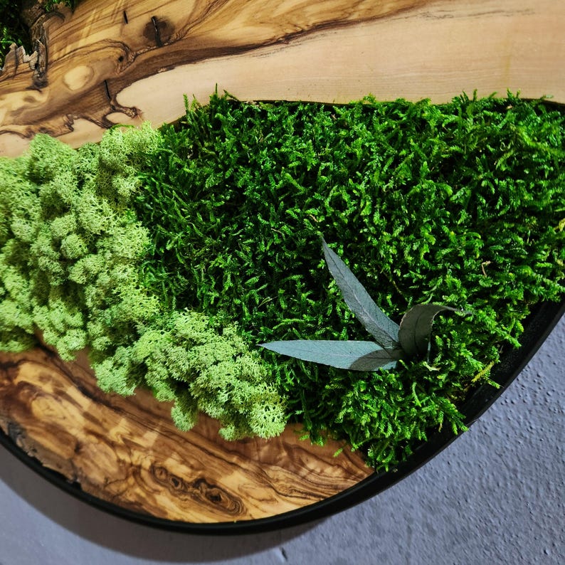 Moss and Olive Wood Wall Art, Custom Made Metal Frame Moss Wall Decor, Olive Wood and Moss Wall Art- Preserved Stabilized Moss Wall Decor BlackSeaResinWorks