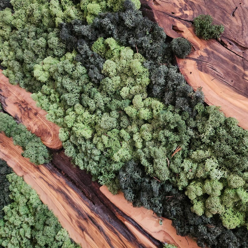 Moss & Wood Wall Art, Unique Custom Made Olive Wood And Moss Wall Decor, Rustic Greenery Decor, Hotel Lobby Wall Art Decor, Home Wall Decor BlackSeaResinWorks