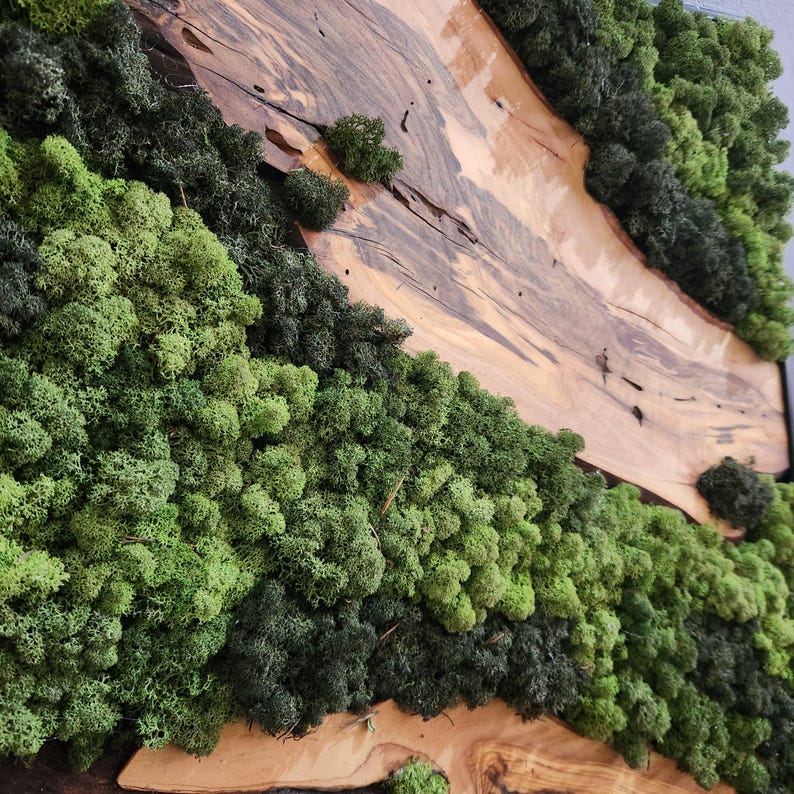 Moss & Wood Wall Art, Unique Custom Made Olive Wood And Moss Wall Decor, Rustic Greenery Decor, Hotel Lobby Wall Art Decor, Home Wall Decor BlackSeaResinWorks