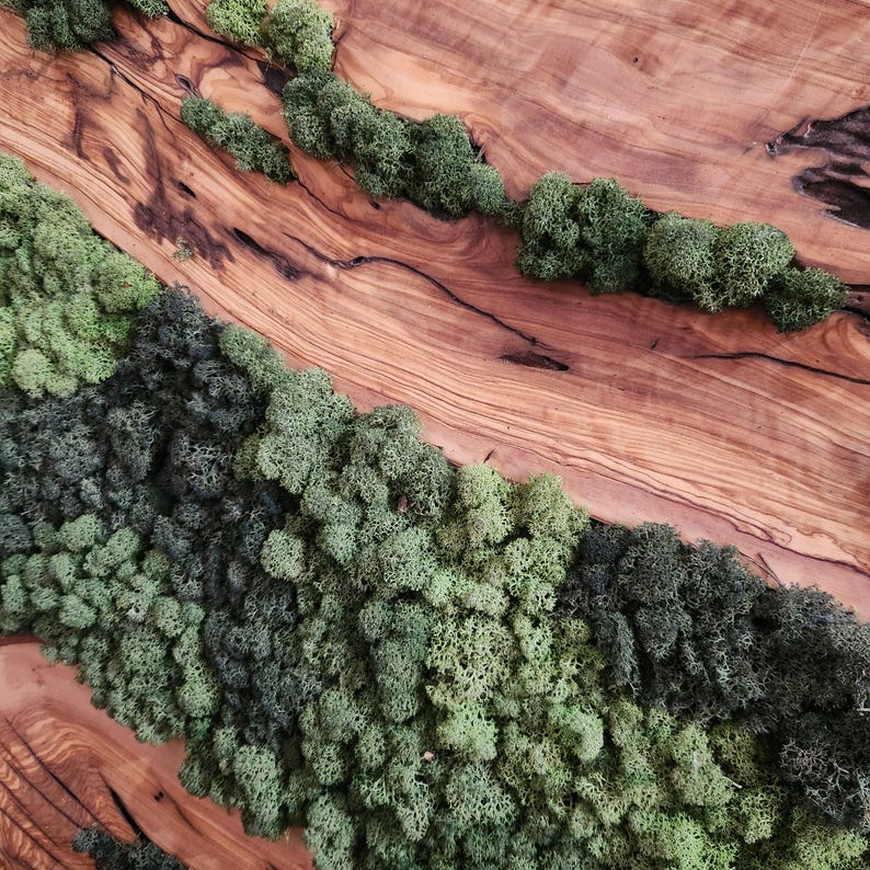 Moss & Wood Wall Art, Unique Custom Made Olive Wood And Moss Wall Decor, Rustic Greenery Decor, Hotel Lobby Wall Art Decor, Home Wall Decor BlackSeaResinWorks