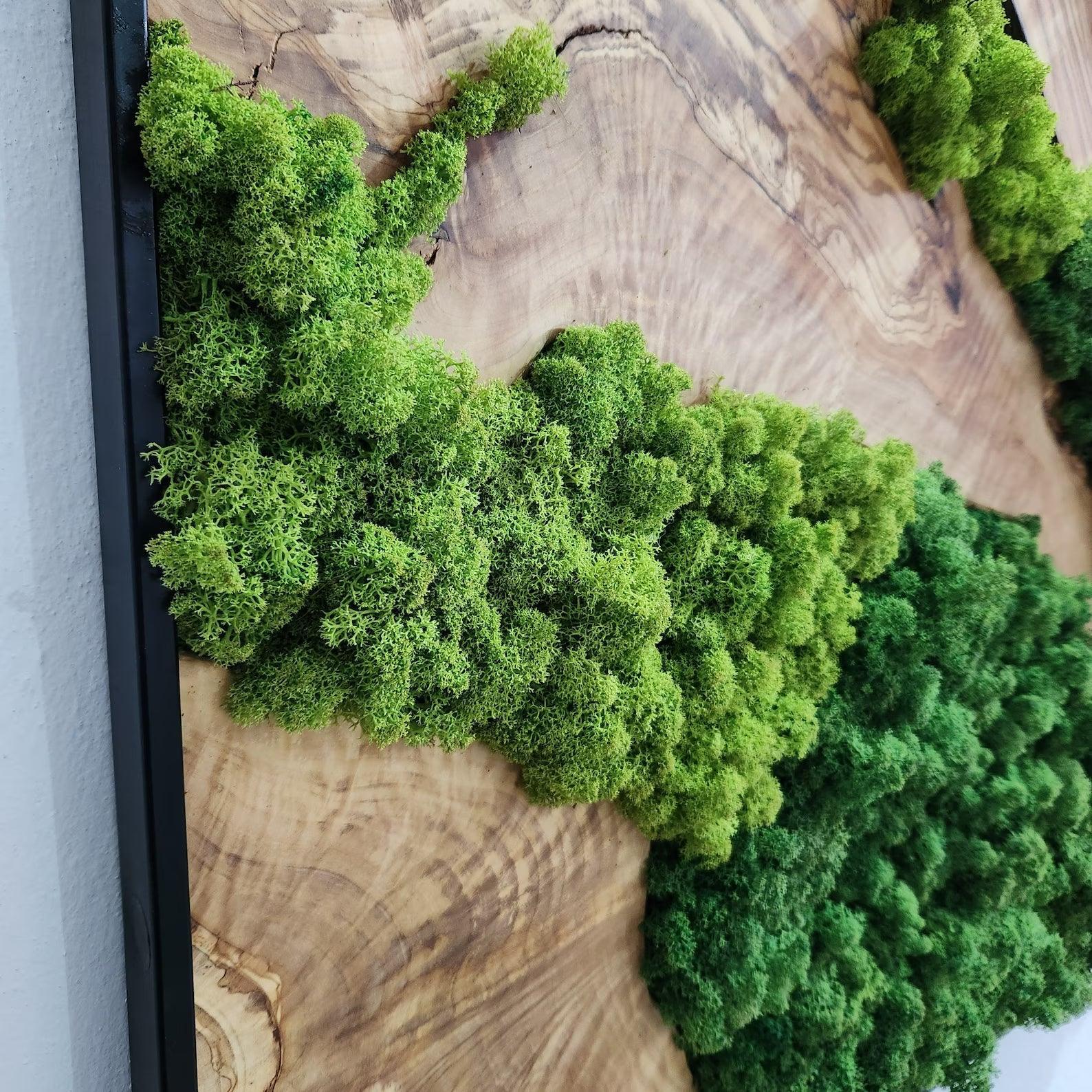 Custom Made Moss and Olive Wood Wall Art, Metal Frame Moss Wall Decor, Olive Wood and Moss Wall Art- Preserved Stabilized Moss Wall Decor BlackSeaResinWorks
