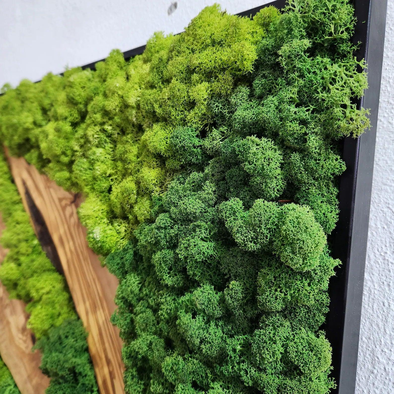 Custom Made Moss and Olive Wood Wall Art, Metal Frame Moss Wall Decor, Olive Wood and Moss Wall Art- Preserved Stabilized Moss Wall Decor BlackSeaResinWorks