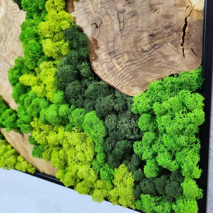 Moss and Olive Wood Wall Art, Metal Frame Moss Wall Decor, Olive Wood and Moss Wall Art- Preserved Stabilized Moss Wall Decor BlackSeaResinWorks