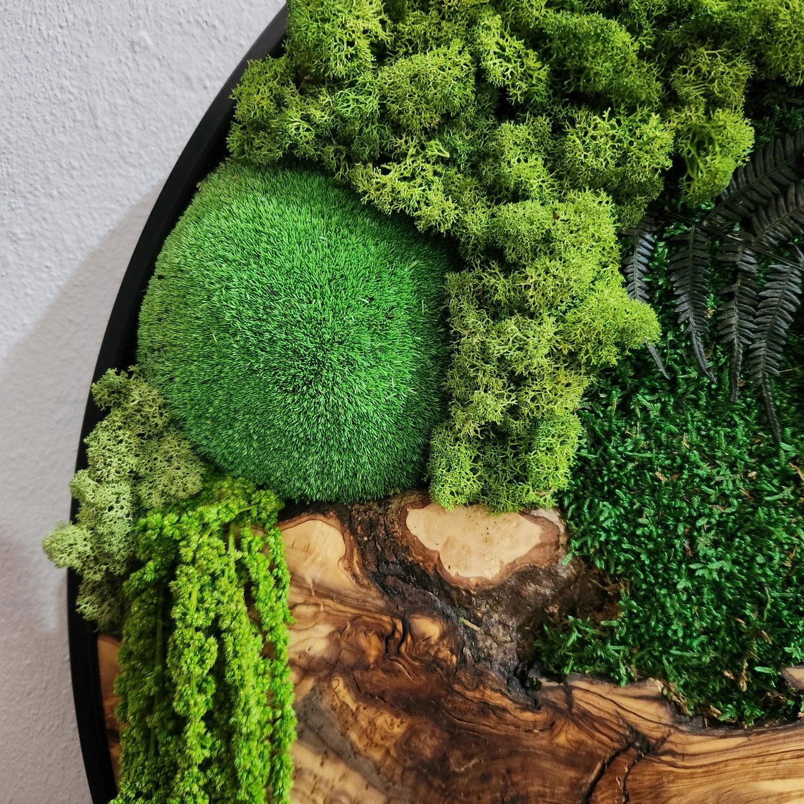 Custom Made Moss and Olive Wood Wall Art, Metal Frame Moss Wall Decor, Olive Wood and Moss Wall Art- Preserved Stabilized Moss Wall Decor BlackSeaResinWorks