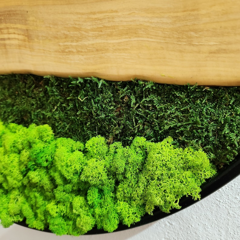 Olive Wood Wall Clock, Metal and Olive Wooden Wall Clock, Olive Wooden Wall Clock & Moss Wall Art, Preserved Stabilized Moss