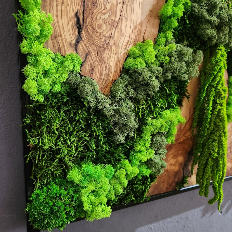 Wood Wall Art, Custom Made Metal Frame Moss Wall Decor, Olive Wood and Moss Wall Art, Preserved Stabilized Moss Wall Decor