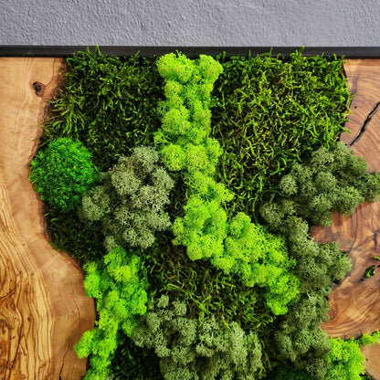 Wood Wall Art, Custom Made Metal Frame Moss Wall Decor, Olive Wood and Moss Wall Art, Preserved Stabilized Moss Wall Decor