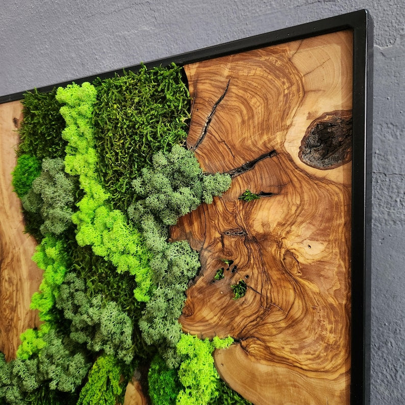 Wood Wall Art, Custom Made Metal Frame Moss Wall Decor, Olive Wood and Moss Wall Art, Preserved Stabilized Moss Wall Decor
